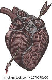 valentine human heart with arrow