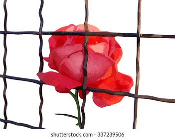 valentine red rose with bars
