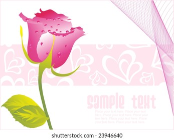 valentine rose flower with dew, illustration