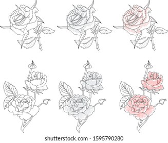 valentine rose line vector flower