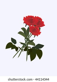 valentine roses