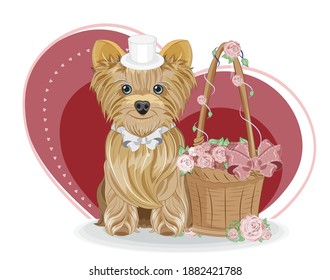 Valentines Day card cute basket with flower roses and boy Yorkshire terrier dog  in cap with gift, picture in hand drawing cartoon style for greeting. postcard