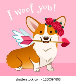 Valentine's day corgi dog card. Cute Cupid Welsh corgi puppy in love, with wings, red rose wreath on head, holding pink heart arrow in mouth, with text "I woof you!" on pastel pink background. 