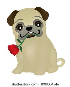 Valentines day pug dog holding a rose in his mouth