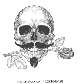 Valentines day: romantic human skull with mustache . Skull hold rose in the teeth, in love.