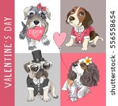 Valentine's set. Schnauzer in a bow with heart card. Pug and Beagle in a tuxedo with tie. Cavalier King Charles Spaniel with pink heart balloon. Vector illustration.