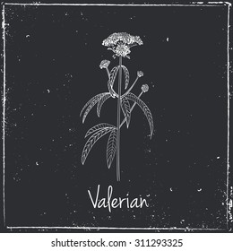 Valerian.
