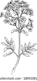 Valerian branch. Outline flower and leaves. Herbaceous and medicinal plant. Doodle vector illustration.