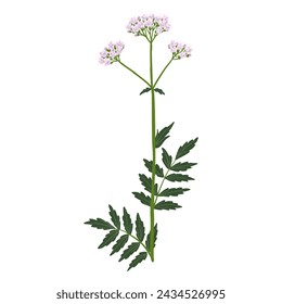 Baldrian, Feldblume, Vektorzeichnung von Wildpflanzen auf weißem Hintergrund, Valeriana officinalis, florales Element, handgezeichnete botanische Illustration