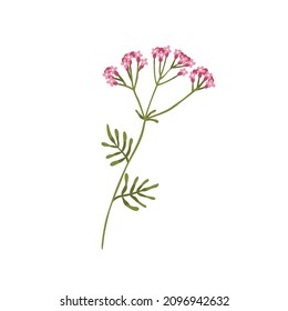Valerian flower. Wild herb Valeriana officinalis. Floral herbal plant. Botany drawing of meadow medicinal flora. Modern botanical flat vector illustration of wildflower isolated on white background