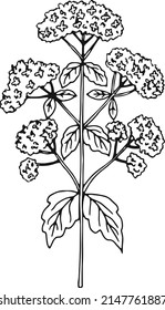 Valerian herb. Blooming natural plant flowers drawing