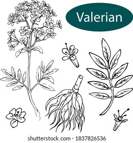 Valerian is a herbaceous and medicinal plant.Element of natural pharmacy.Forest plant.Vector illustration.Hand-drawn decorative elements.