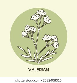 Valerian line art drawing. Best for organic cosmetics, ayurveda, alternative medicine. Vector illustration on light green background.