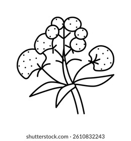 valerian medical herb line icon vector. valerian medical herb sign. isolated contour symbol black illustration