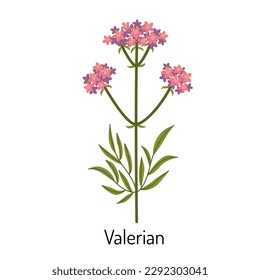 Valerian, eine Heilkräuterblume. Eine botanische Pflanze. Heilkräuter und Heilkräuter. Vektorgrafik einzeln auf weißem Hintergrund