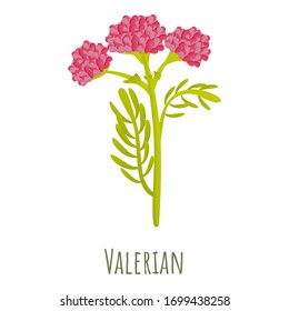 Valerian Plant Icon. Cartoon Of Valerian Plant Vector Icon For Web Design Isolated On White Background