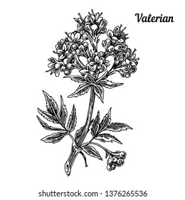 Valerian plant. Sketch. Engraving style. Vector illustration.