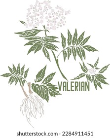 Valerian plant in vector silhouette. Valeriana medicinal herb image. Set of vector botanical illustration of Valeriana officinalis leafs, blossom, root for medicine. Contour and silhouette of Valerian