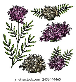 valerian set hand drawn. herb herbal, officinalis organic, texture drawing valerian vector sketch. isolated color illustration