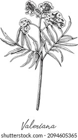 Valerian - valeriana officinalis.  Sketchy hand-drawn vector illustration.