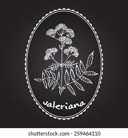 valerian. Vector illustration