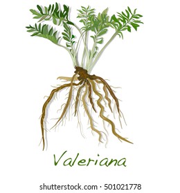 valeriana herb vector isolated.