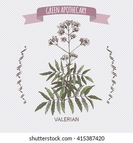 Valeriana officinalis aka Valerian color sketch. Green apothecary series. Great for traditional medicine, or gardening. 