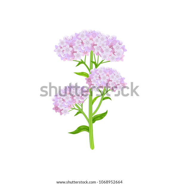 Valeriana Officinalis Isolated On White Background Stock Vector ...