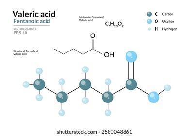 Valeric Acid. Pentanoic Acid. Structural Chemical Formula and 3d Model of Molecule. C5H10O2. Atoms with Color Coding. Vector Graphic Illustration for Educational Materials, Scientific Articles