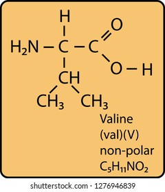 Valine Amino Acid Molecule Skeletal Structure