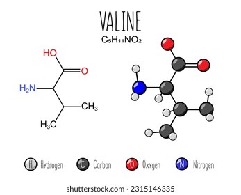 Valine amino acid representation. Skeletal formula and 2d structure illustration. Vector editable