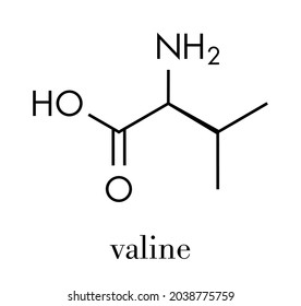 Valine (l-valine, Val, V) amino acid molecule. Skeletal formula.