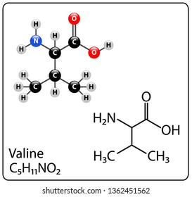 Valine Molecule Structure