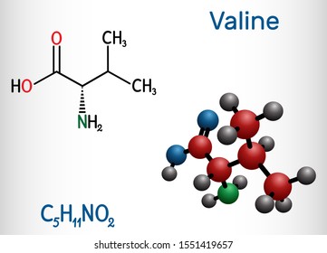 Valine, Val, L-valine amino acid molecule. It is used in the biosynthesis of proteins.  Structural chemical formula and molecule model. Vector illustration