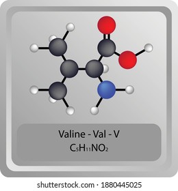 Valine – Val – V Amino Acid chemical structure. Molecular formula ball and stick model of Valine Molecule. Biochemistry class, Biological and Chemical vector illustration.