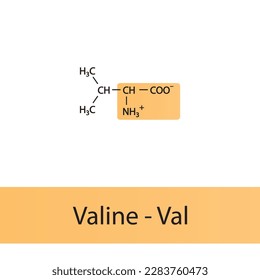 Valine - Val - V amino acid structure. Skeletal formula with amino group highlighted in orange. Scientific illustration.