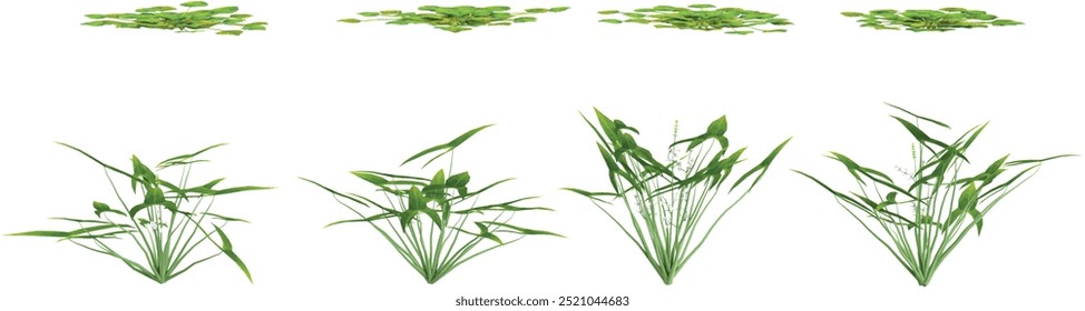 Vallisneria,Nymphoides Crenata collection with realistic style