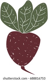 Valuable root beet, drawn in a retro style
