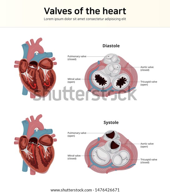Valves of the heart. Work of the heart valve.\
Cardiac valves
