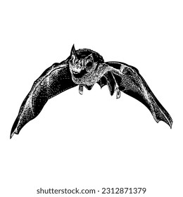 vampire bat flying hand
