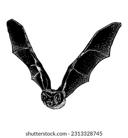 vampire bat flying hand drawing vector isolated on white background.
