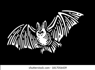 Vampire Bat vintage engraved illustration.