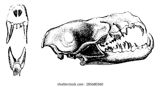 Vampire skull, vintage engraved illustration. Natural History of Animals, 1880.
