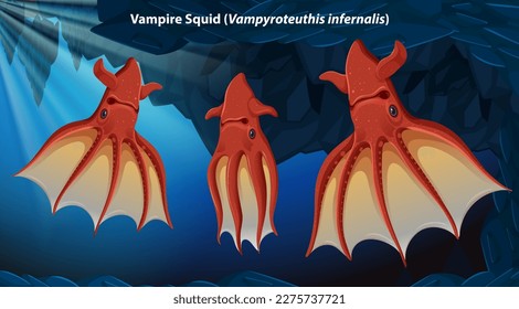 Vampire Squid (Vampyroteuthis infernalis) illustration