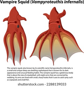 Vampire Squid (Vampyroteuthis infernalis) with Informative Text illustration