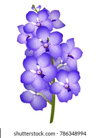 Оrchid Vanda. Branch of a blue orchid Vanda on a white background. Vector illustration.