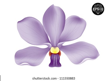 Vanda coerulescens orchid flower. Vector