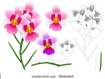 Vanda Miss Joaquim Orchid Outline. Singapore National Flower. isolated on White Background. Vector Illustration.