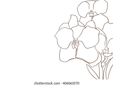 Vanda Orchid  Drawing 