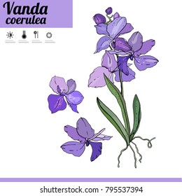 Vanda orchid isolated on white. Plant on white background.